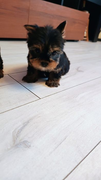 Yorkshire terrier suczka