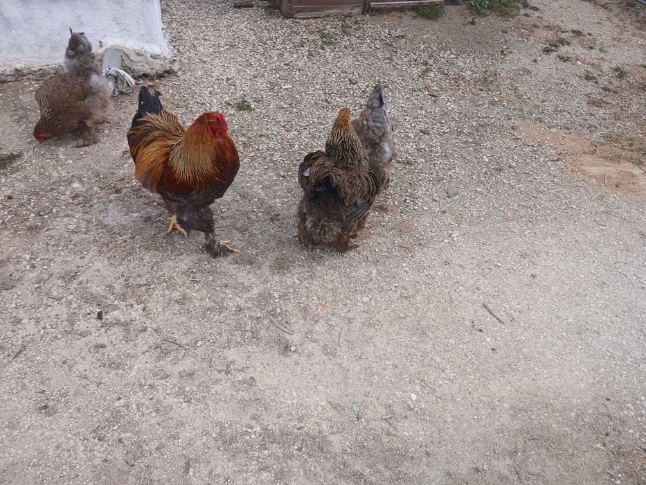 Ovos galados Brahma perdiz azul , Brahma perdiz dourado
