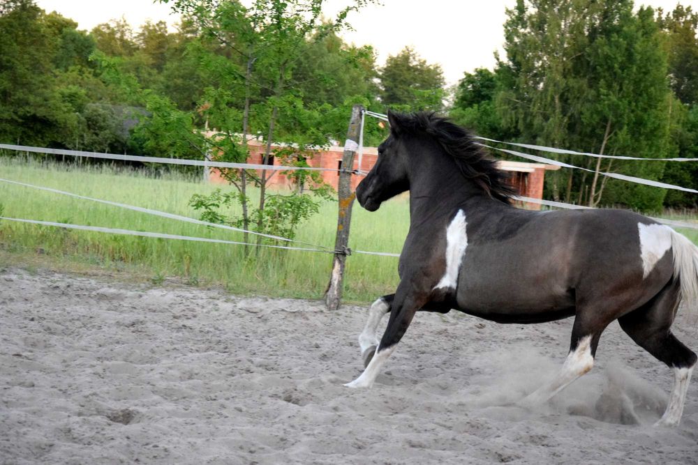 Klacz Huculska 6 lat hucuł huculski