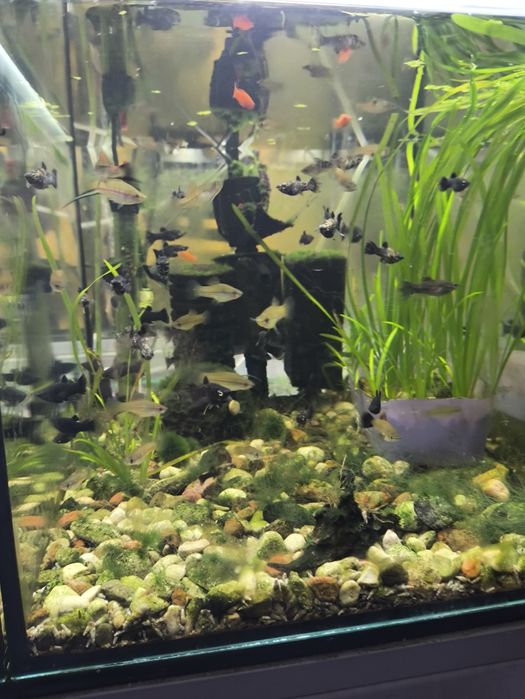 Molinezje i mieczyki