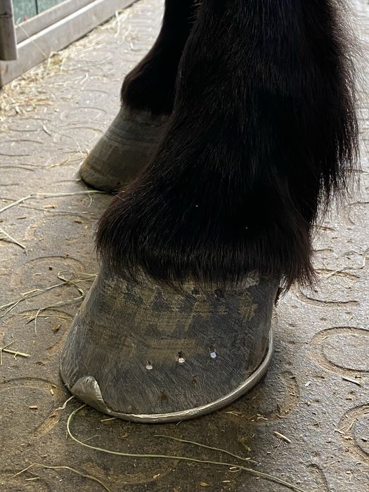 Werkowanie/podkuwanie koni