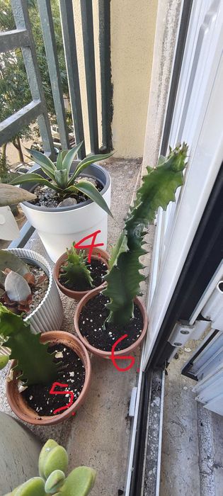 Euphorbia Lactea - Várias alturas, de 175 a 350 mm. Total 6No. vasos pequenos.