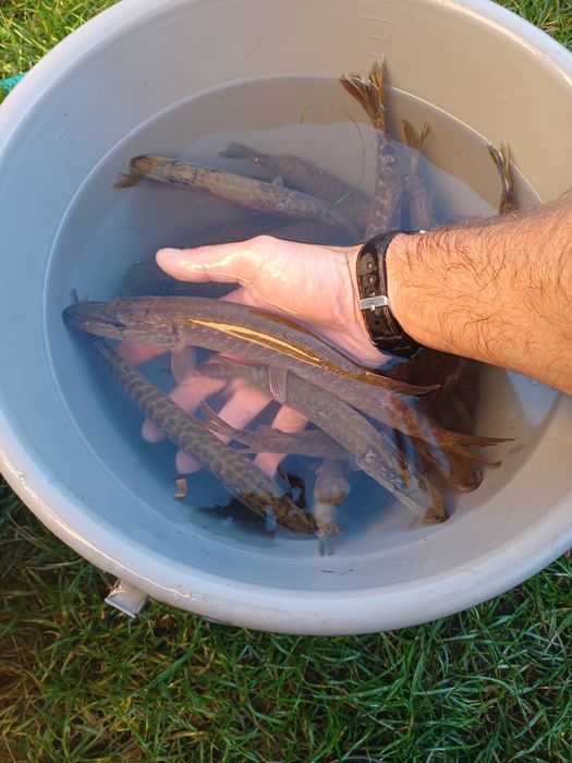 Pstrąg Palia . Okoń ,Sandacz , Jesiotr , Leszcz.