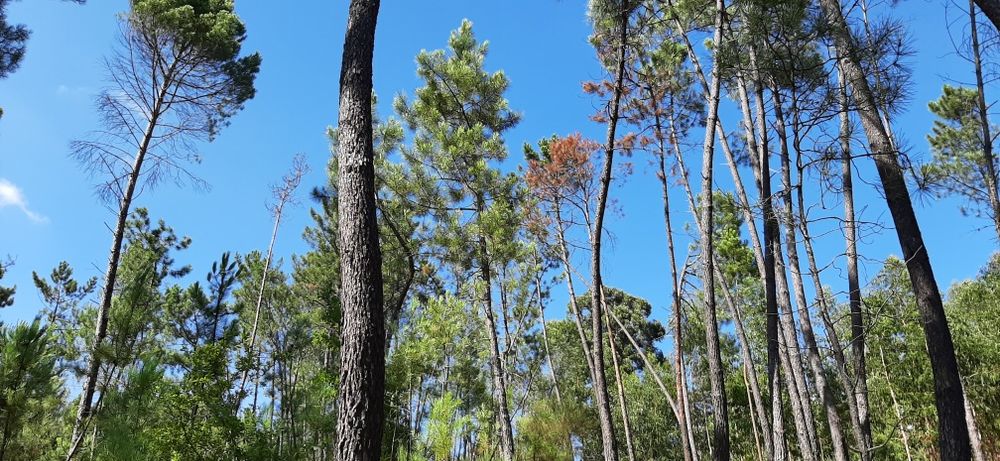 Pinhal sito à Portela, com bons acessos.