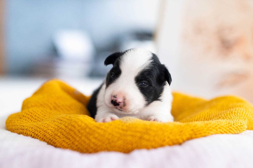 Border Collie czarny piesek - badania genetyczne