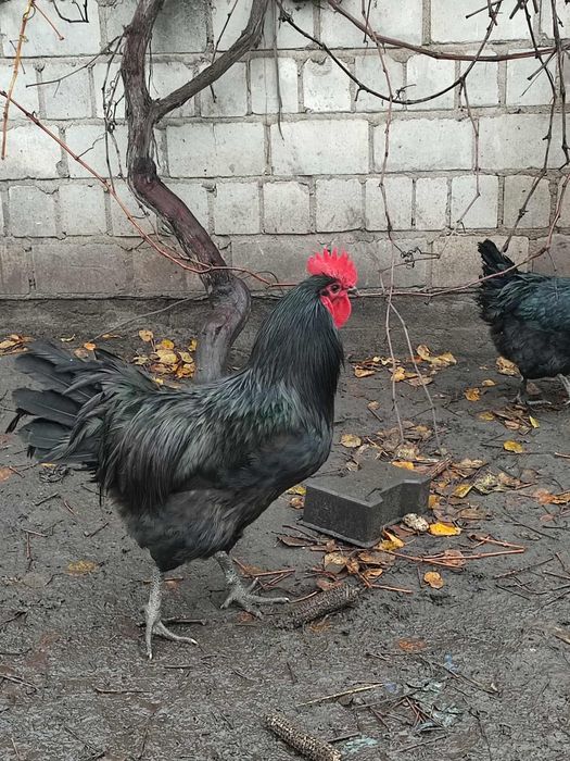 Australorp,legbar, araukany kogut