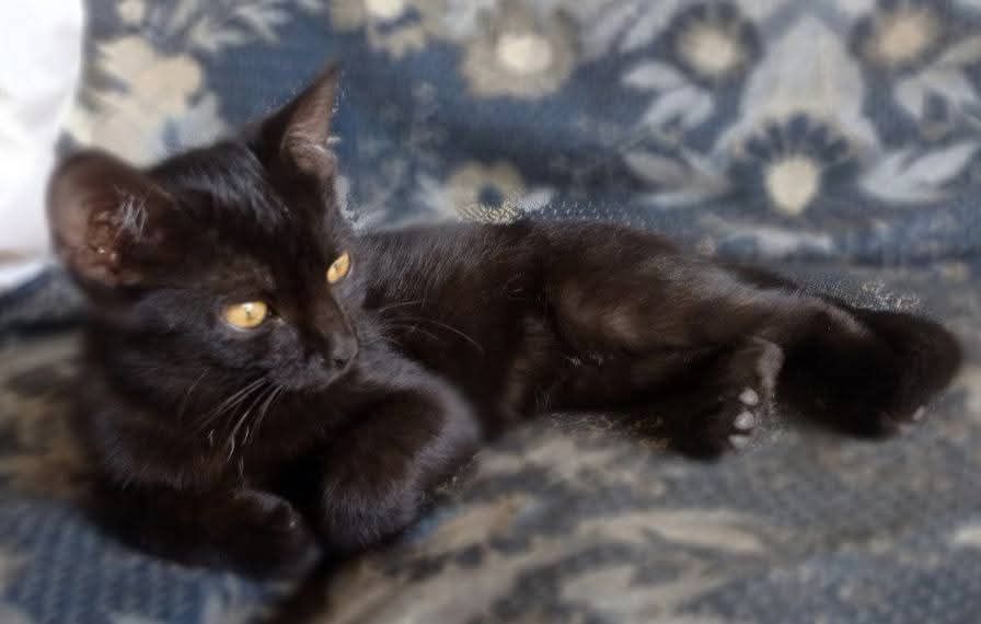 Кошеня в добрі руки