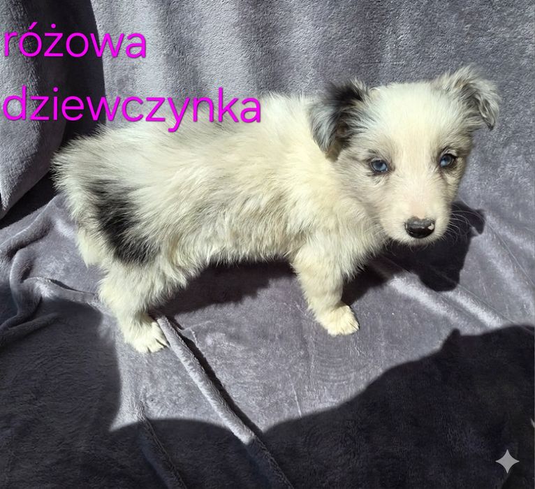 Piesek border collie biało-czarny/ blue merle z rodowodem