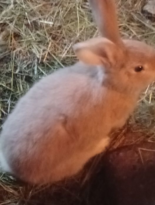 Młody samiec 3 miesieczny