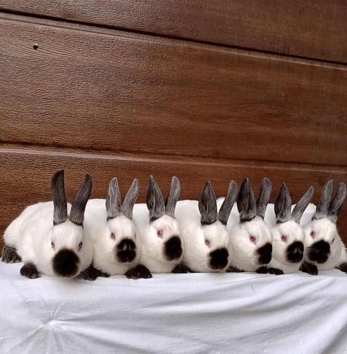 Kalifornijski Czarny Rodowód Samiec samica