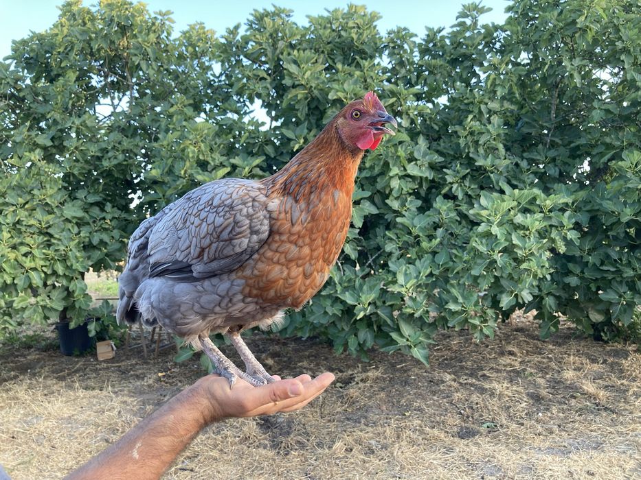 Franga Marans x Rhode Island Red.