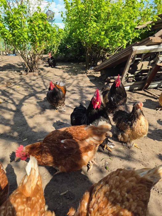 Продам декоративних кохинхинів