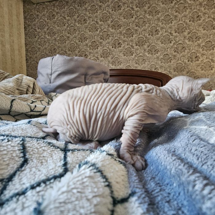 Кошеня Канадського сфінкса