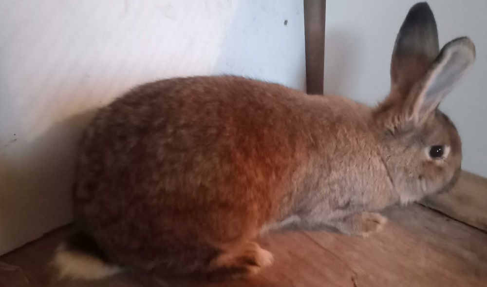 Królik samica 6 miesięczna