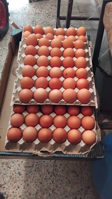 Ovos de galinha caseiros