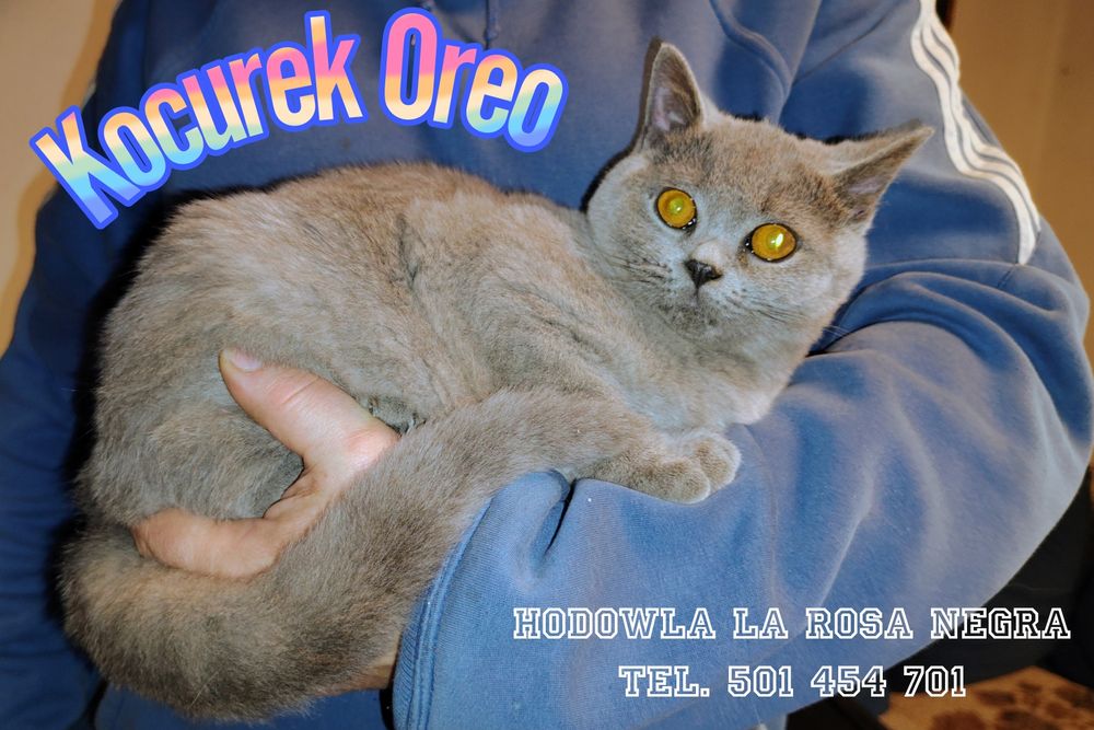 • Oreo•Kocurek brytyjski jak żywa maskotka ‼️