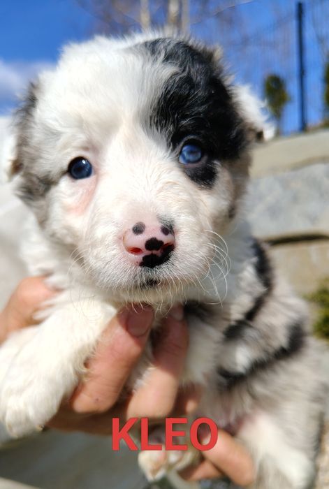 Szczenięta Border collie