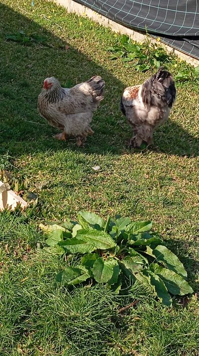 Brahamas ovos para incubação