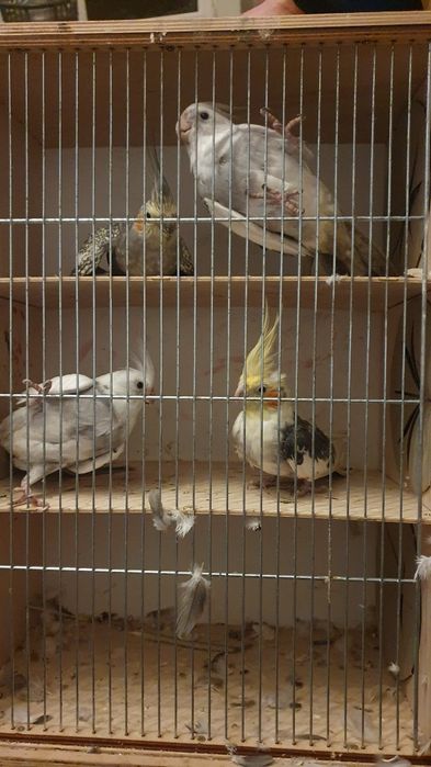 Sprzedam papugi nimfy