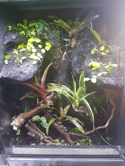 Terrarium 40x40x60 gekon