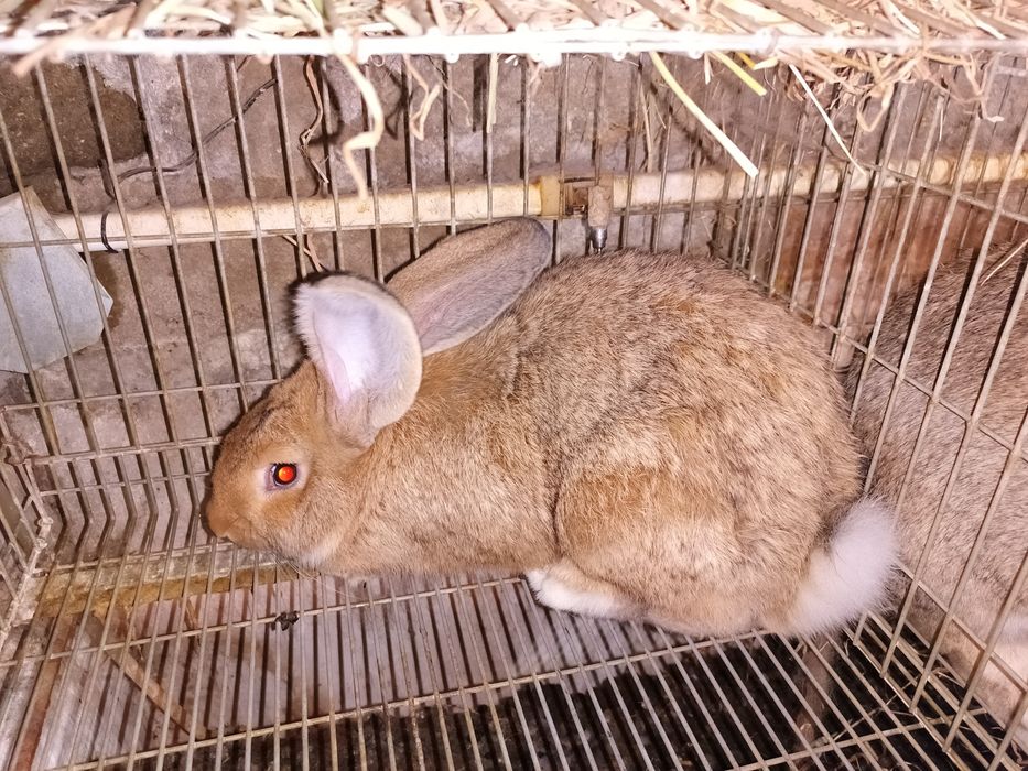 Macho Gigante Espanhol