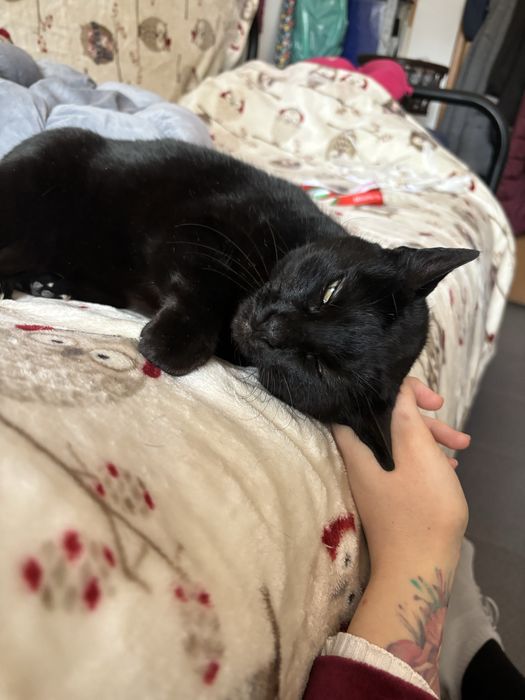 Moranguinha procura uma familia