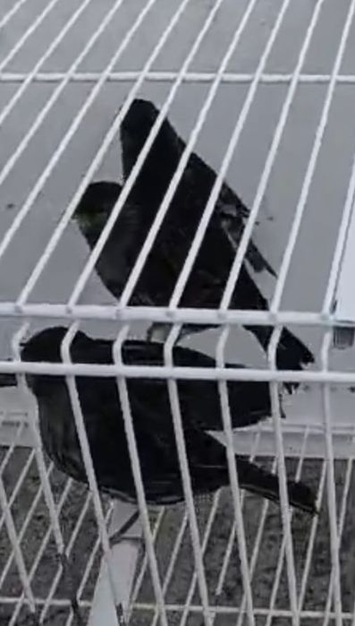 Canárias negras amarelo mosaico