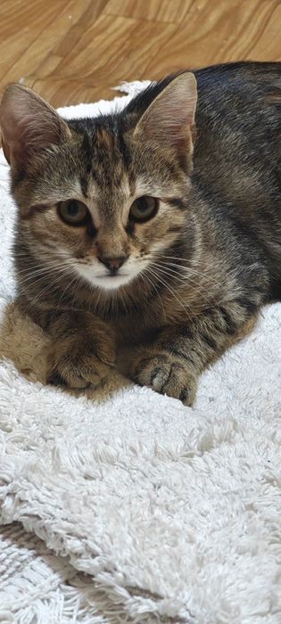 Котята  бесплатно даром в добрые руки!