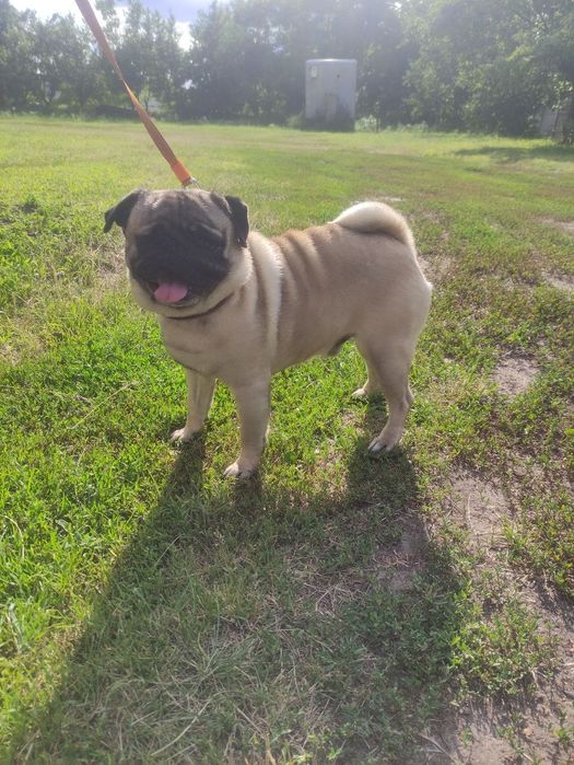 Продам мопса 3 роки