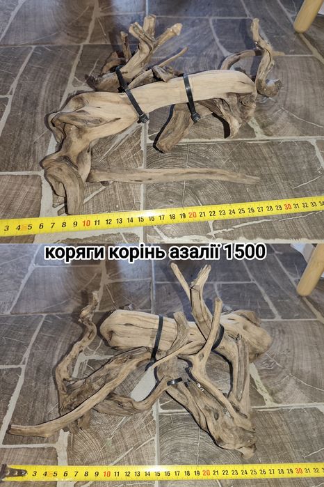 Валіснерія швидкоросла для легкого біобалансу в акваріумі