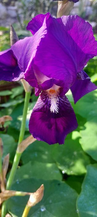 Iris e cannas a vendar em grandes quantidades.