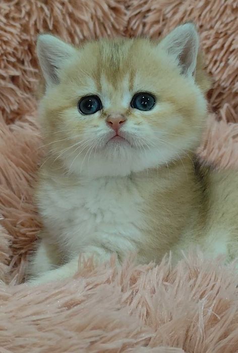 Gatinho Scottish Straight Golden