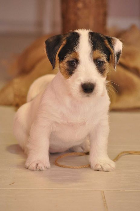 Jack Russell terrier ZKWP rodowód metryka gotowa do zmiany domu