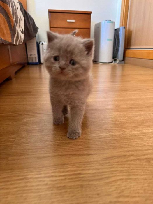 Gatinho disponível.