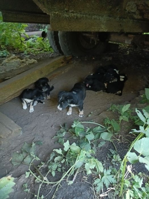Віддам безкоштовно