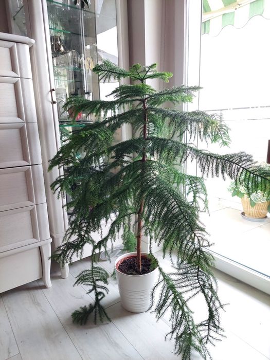 Aukaria drzewko świąteczne