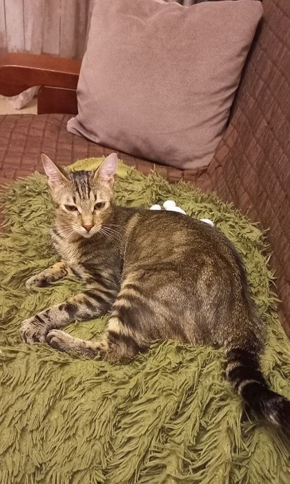 Отдам даром в добрые руки полосатую кошечку