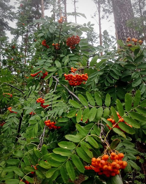 Глід, червона горобина, терен, шипшина, аронія, сушені і свіжі ягоди.