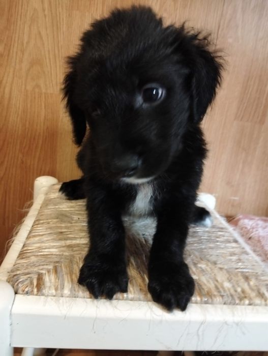 Bebé para adoção responsável