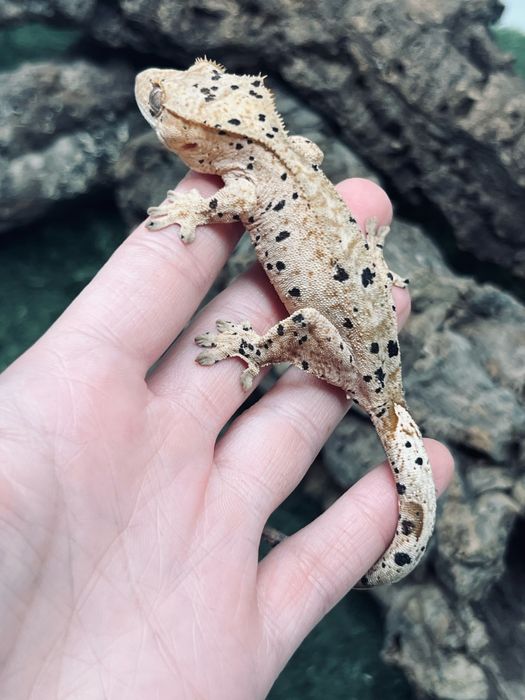 Gekon orzęsiony samica dalmatian