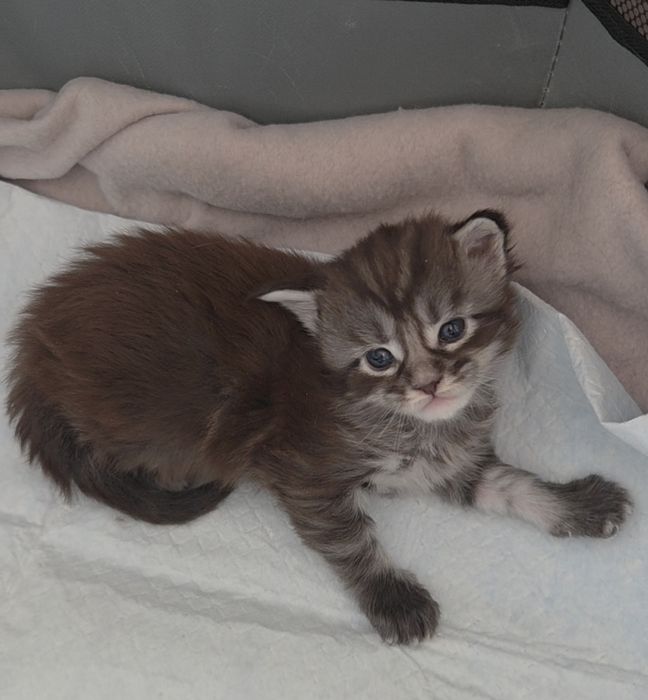 ZAREZERWOWANY. Maine Coon kocurek Boston