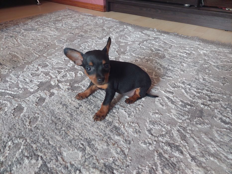 Щенята той- тер'єр   хлопчики