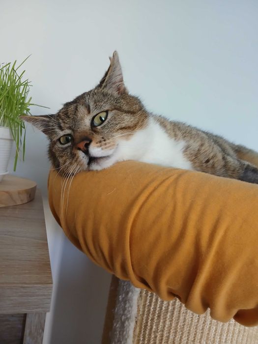 Spokojny miziasty Rysiu