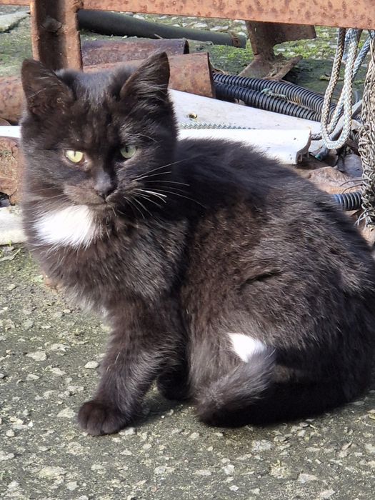 Отдаём котят в хоршие руки