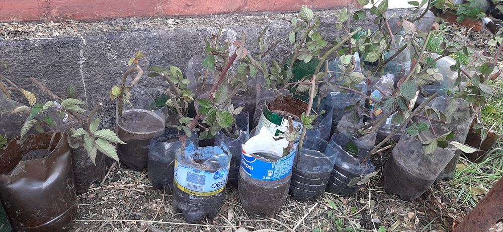 Продам саджанці ожини