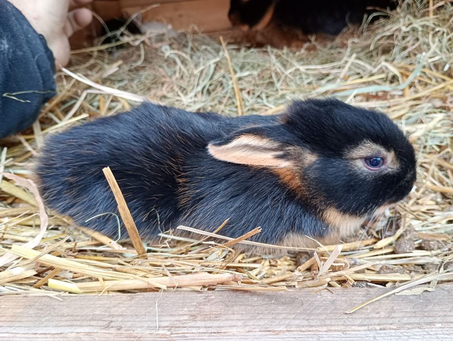 Króliki nowozelandzkie podpalane