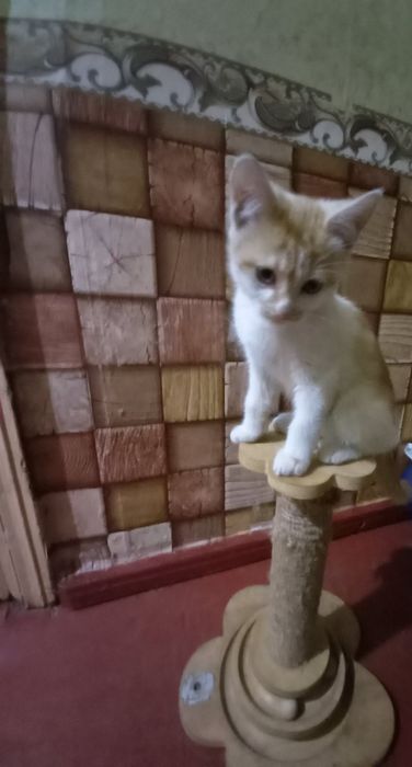 Вiддамо чудових кошенят