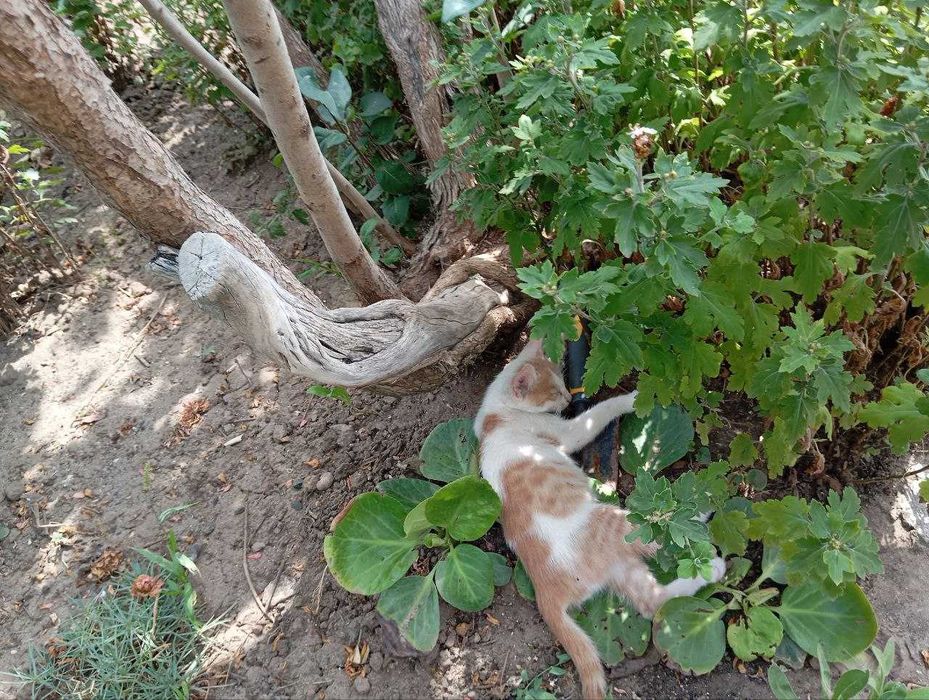 Безкоштовно!! Кошенята грайливі, віддаю в люблячі та турботливі родини