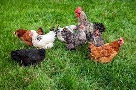 Kury nioski młode Rosa1. Kurki z pierwszym jajkiem. Dowóz Gratis