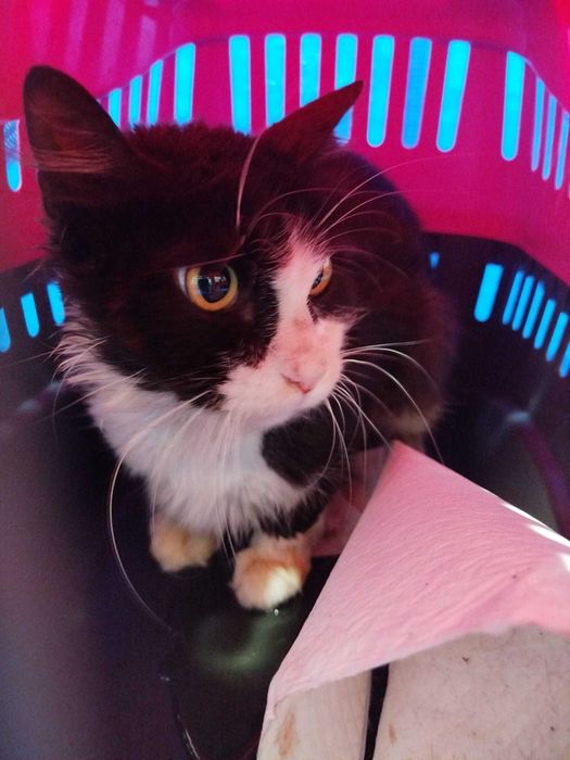 Gato para adoção responsável